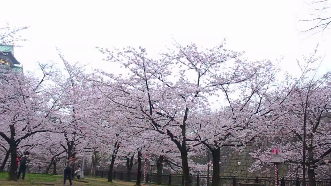 Panning view of the park grounds underneath Osaka Castle in spring with Sakura in full bloom