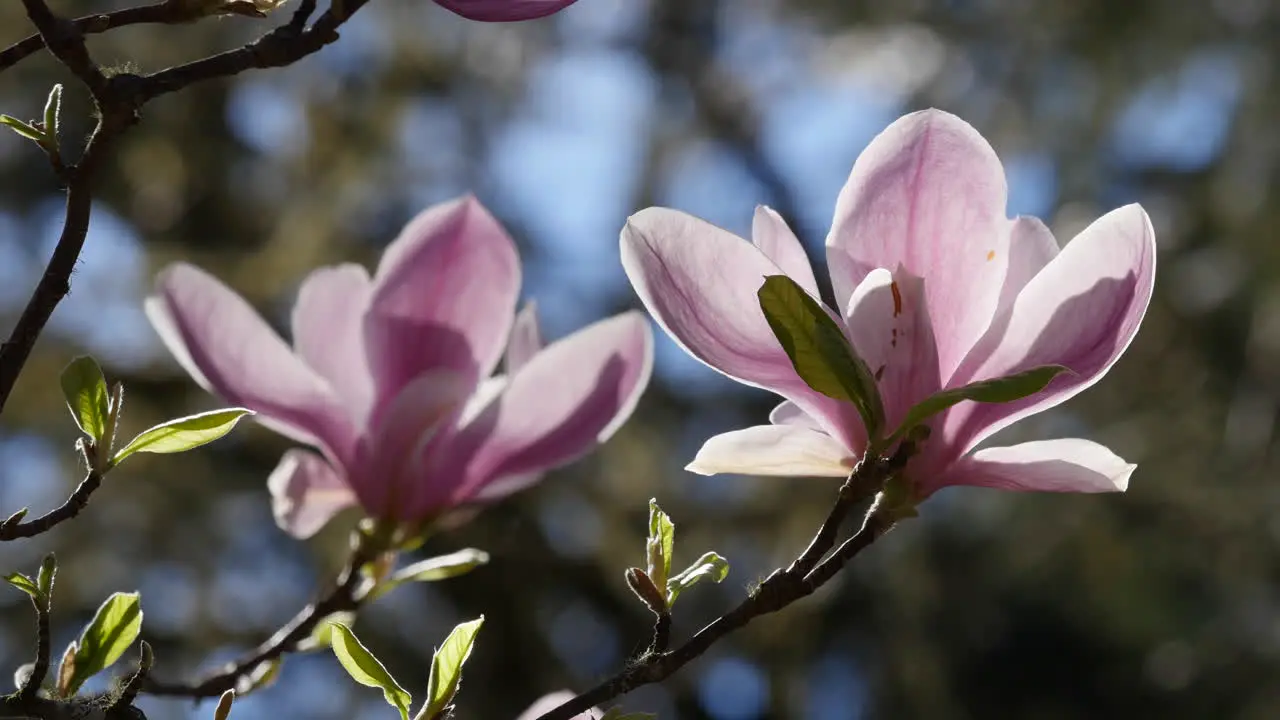 Flowers Pink Magnolias In Spring