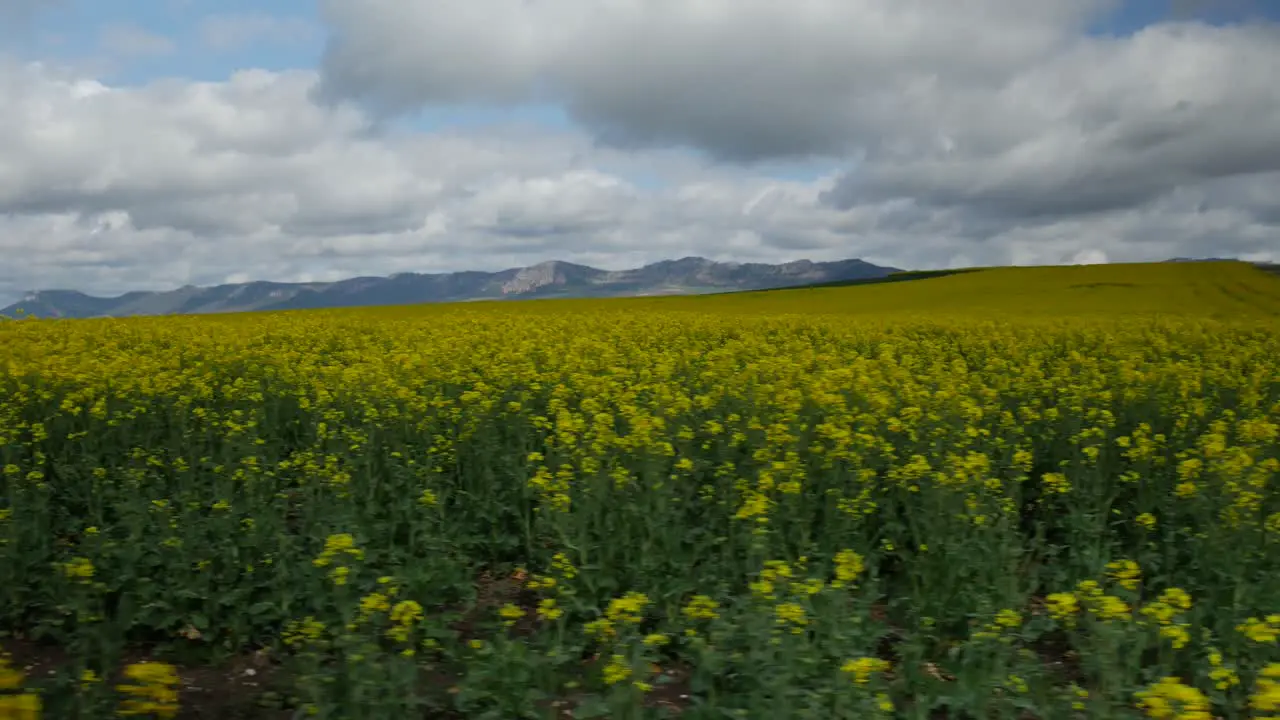 Sideways to the right of a canola field with mountains and the bottom of the clip and with a blue cloudy sky