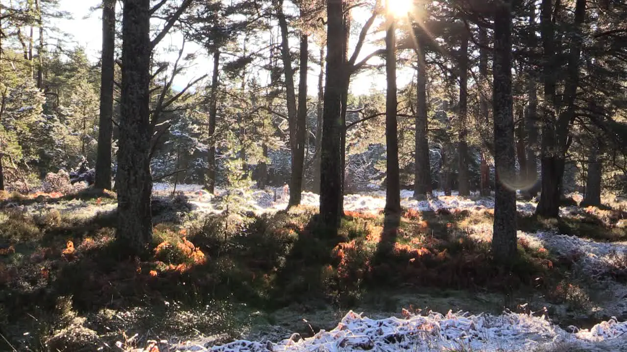 Snow thawing from pine trees in bright sunshine