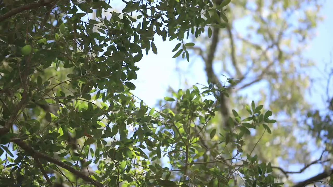 An oak tree in the woods slowly panning detailed close up on leaves with clouds and the blue sky