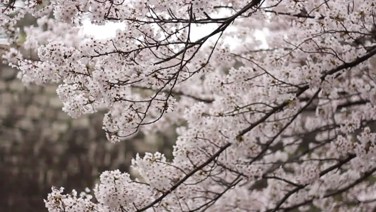 Vertical tilt video of fluffy full bloom sakura with osaka castle stones in background