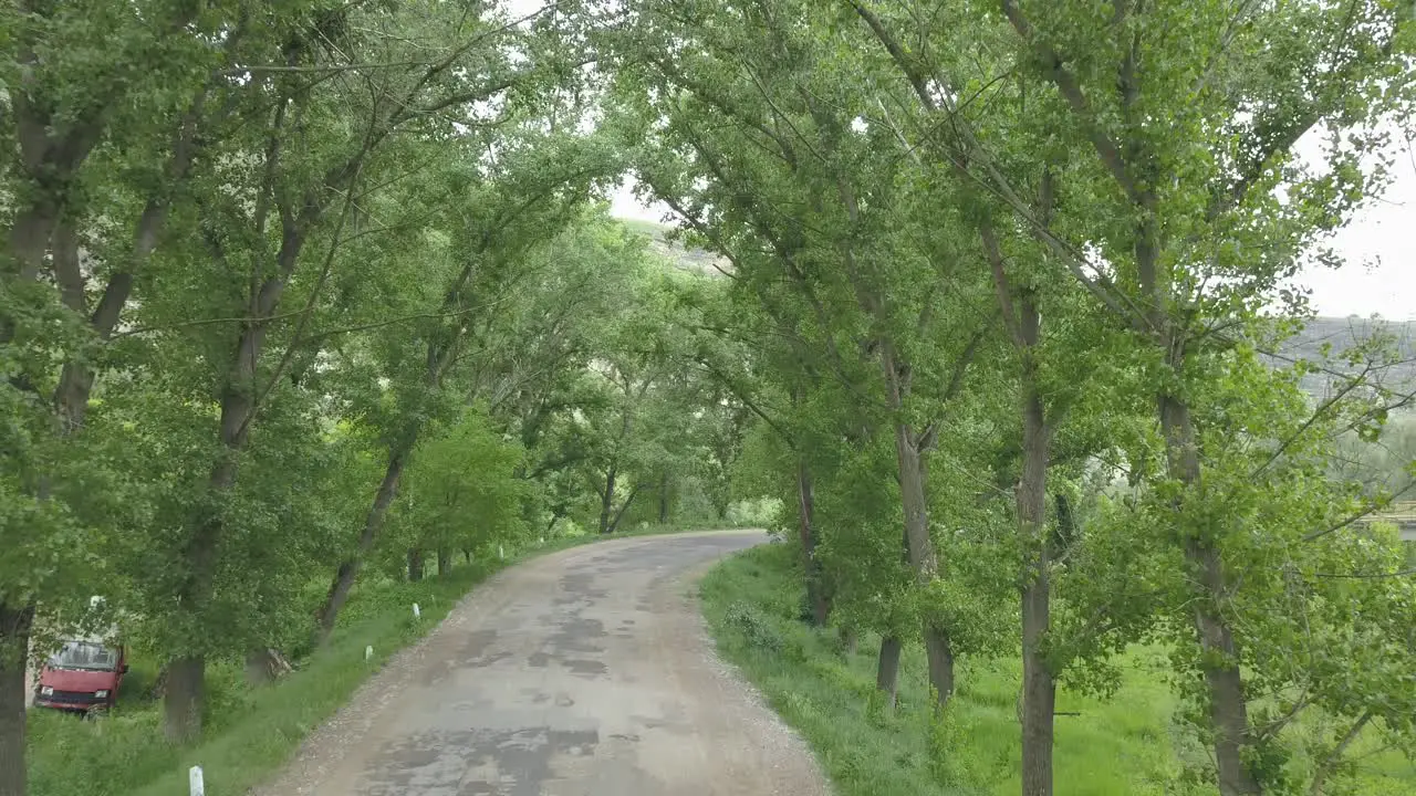 Forest tunnel filmed with a drone