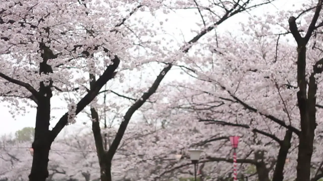 Panning mid-shot of cherry blossom trees full of white-pink sakura with lanterns underneath osaka castle