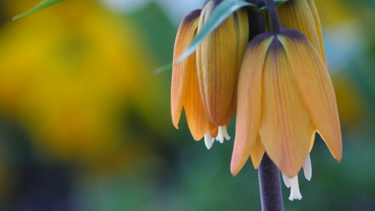 Fritillaria imperialis slow motion shot