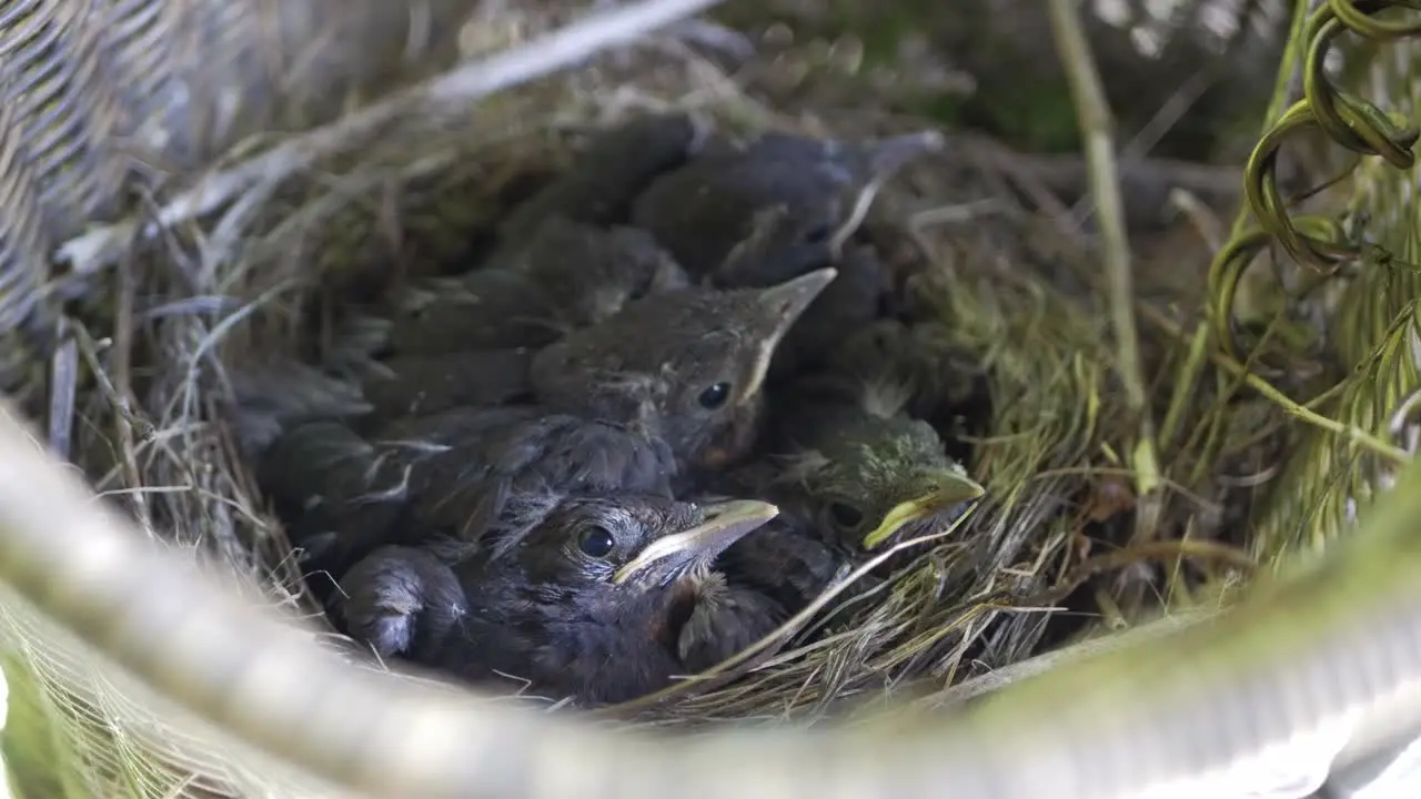 Closeup of baby birds nesting in bicycle basket