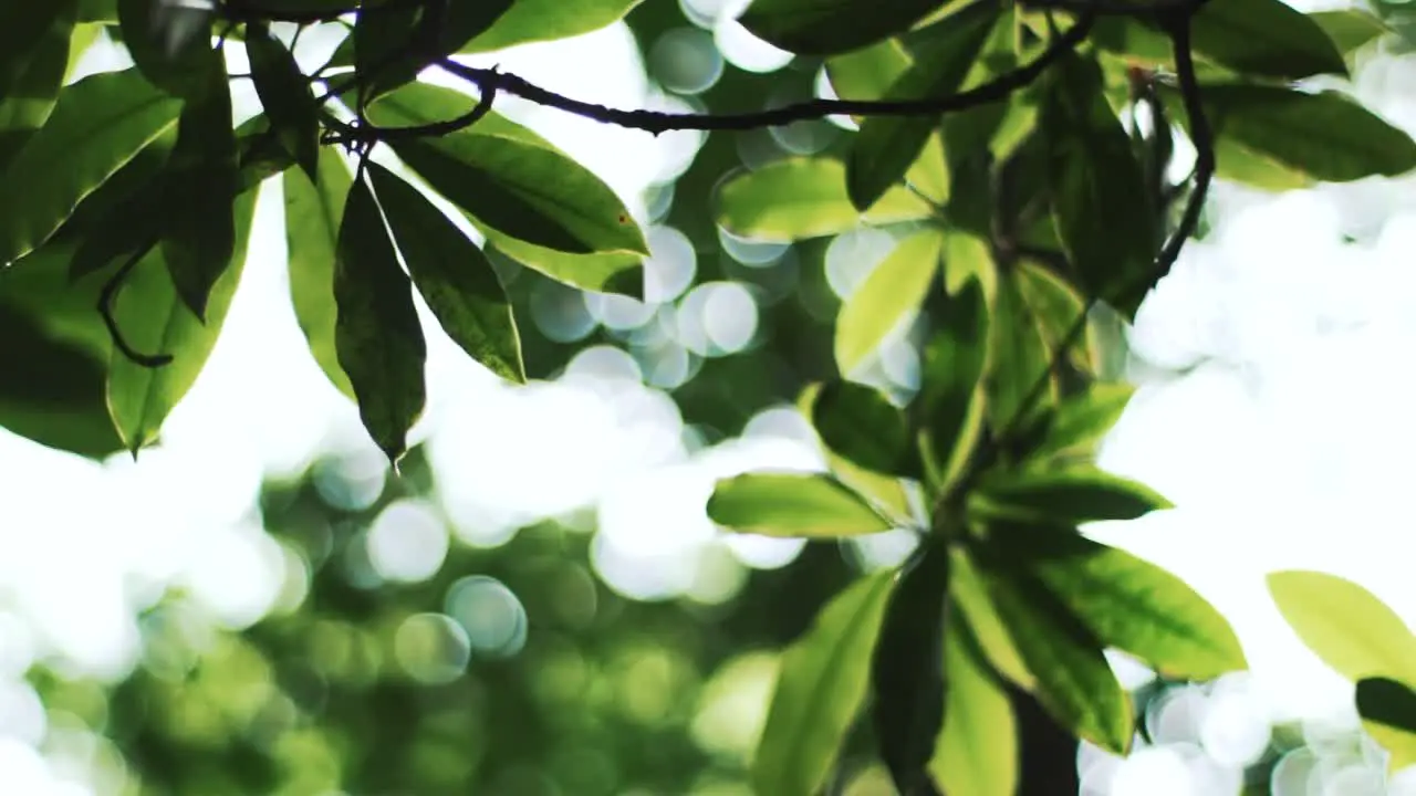 Sunlit Leaves with Beautiful Bokeh Background