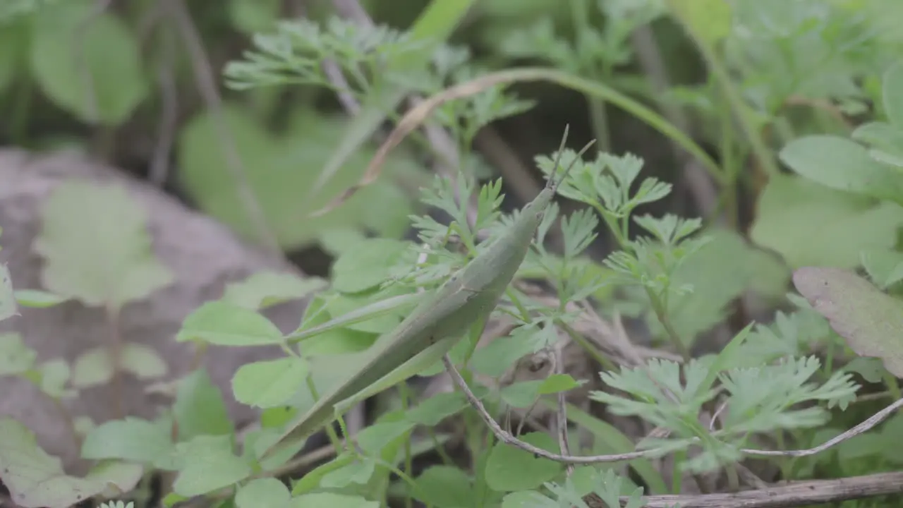 A grasshopper is moving on the grass