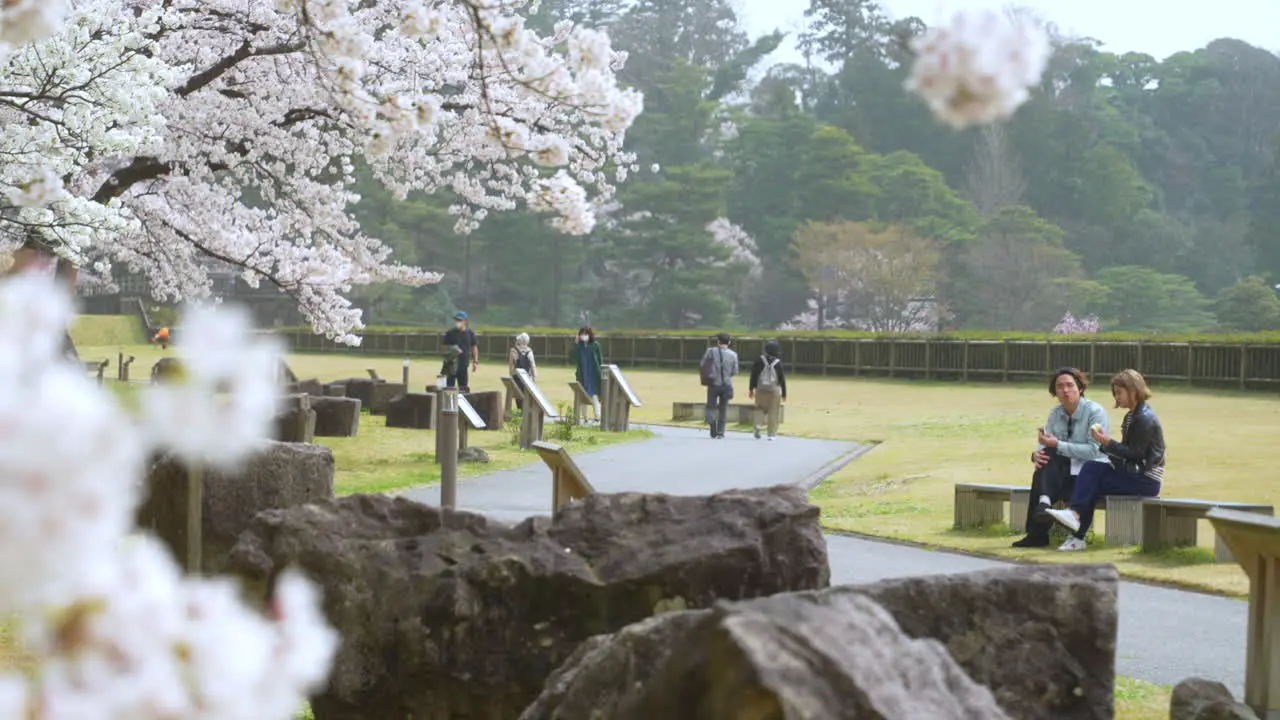 Shot of two young asian chatting and eating on a bench with a beautiful view of sakura blossoms in an open field during sakura season people taking pictures of sakura in the background