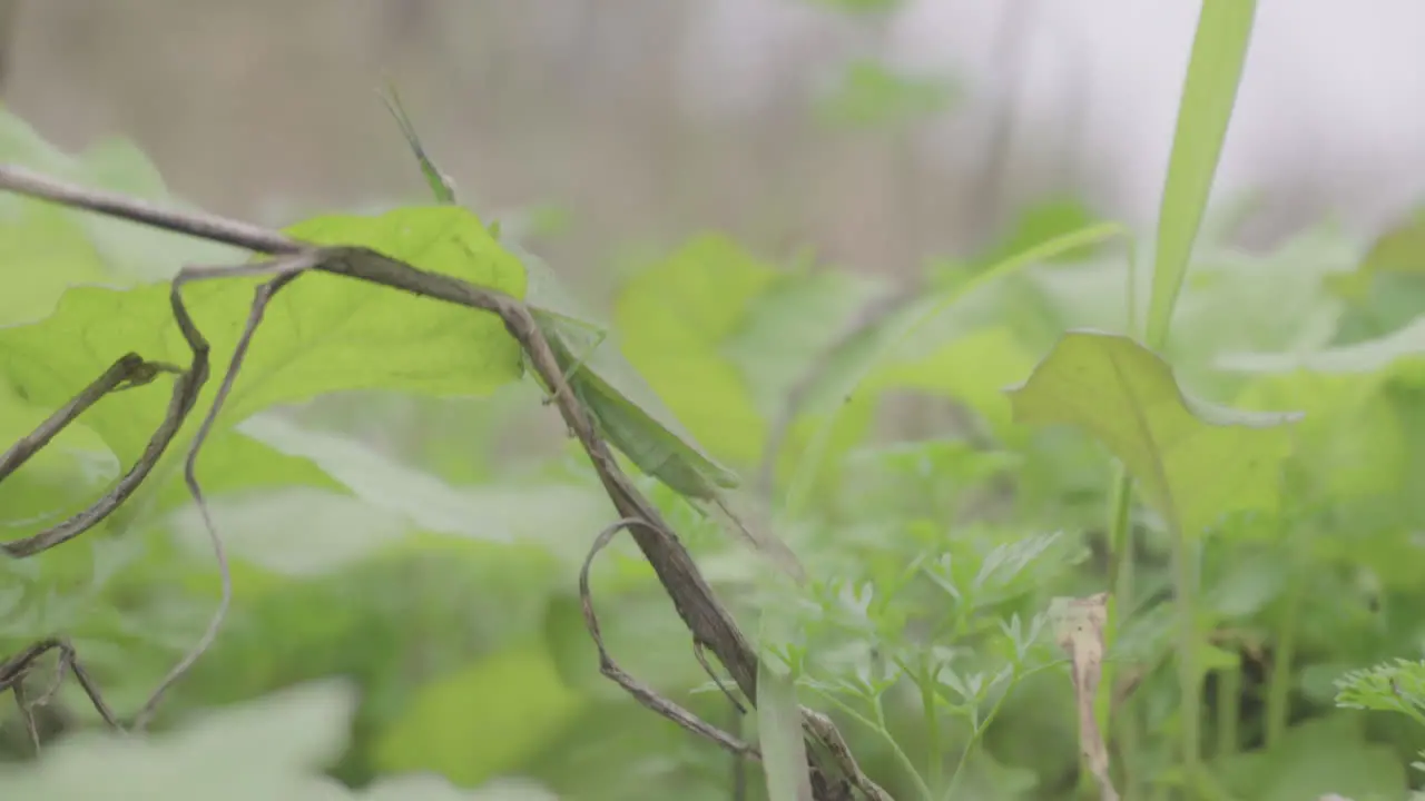 A grasshopper is jumping among the weeds