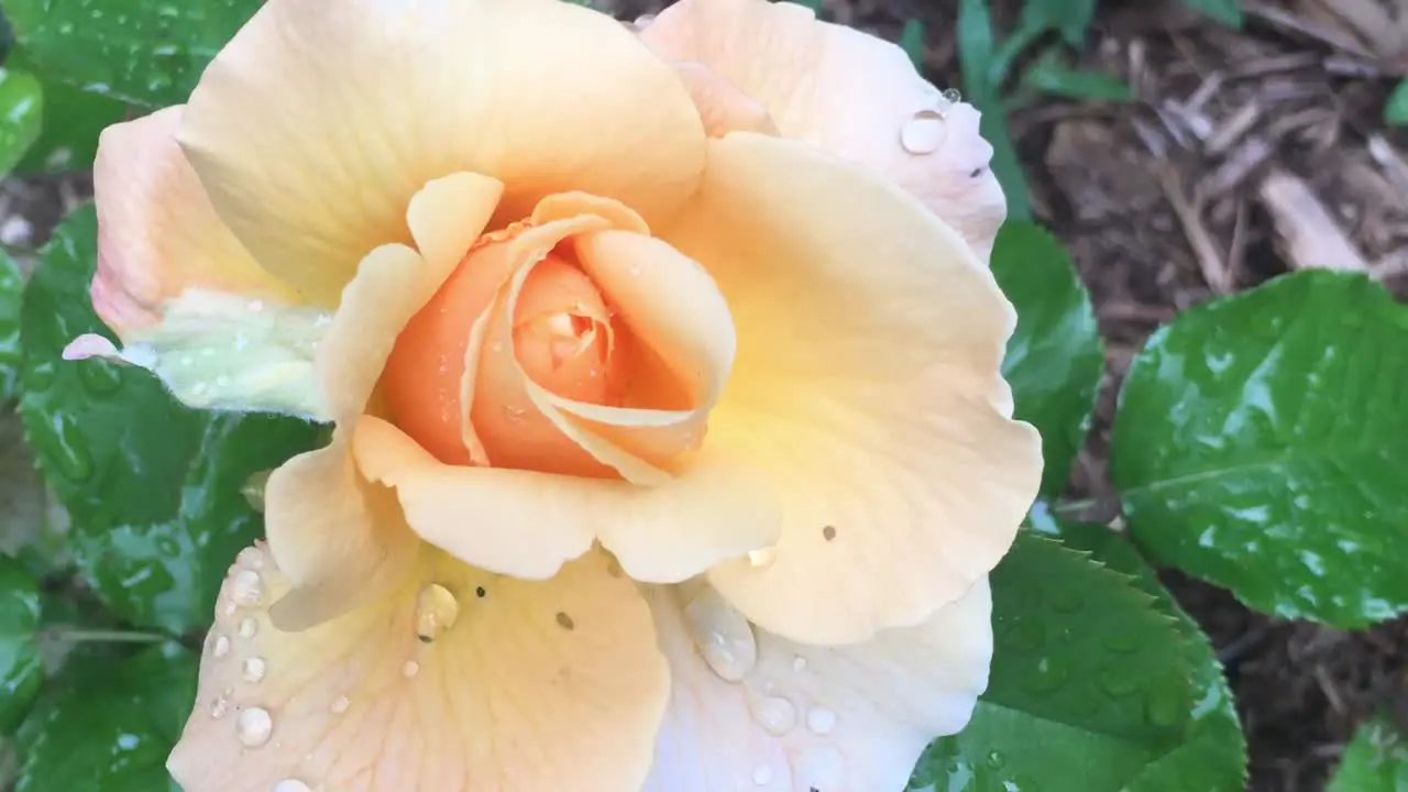 Close up of a brandy colored rose flower in a beautiful garden