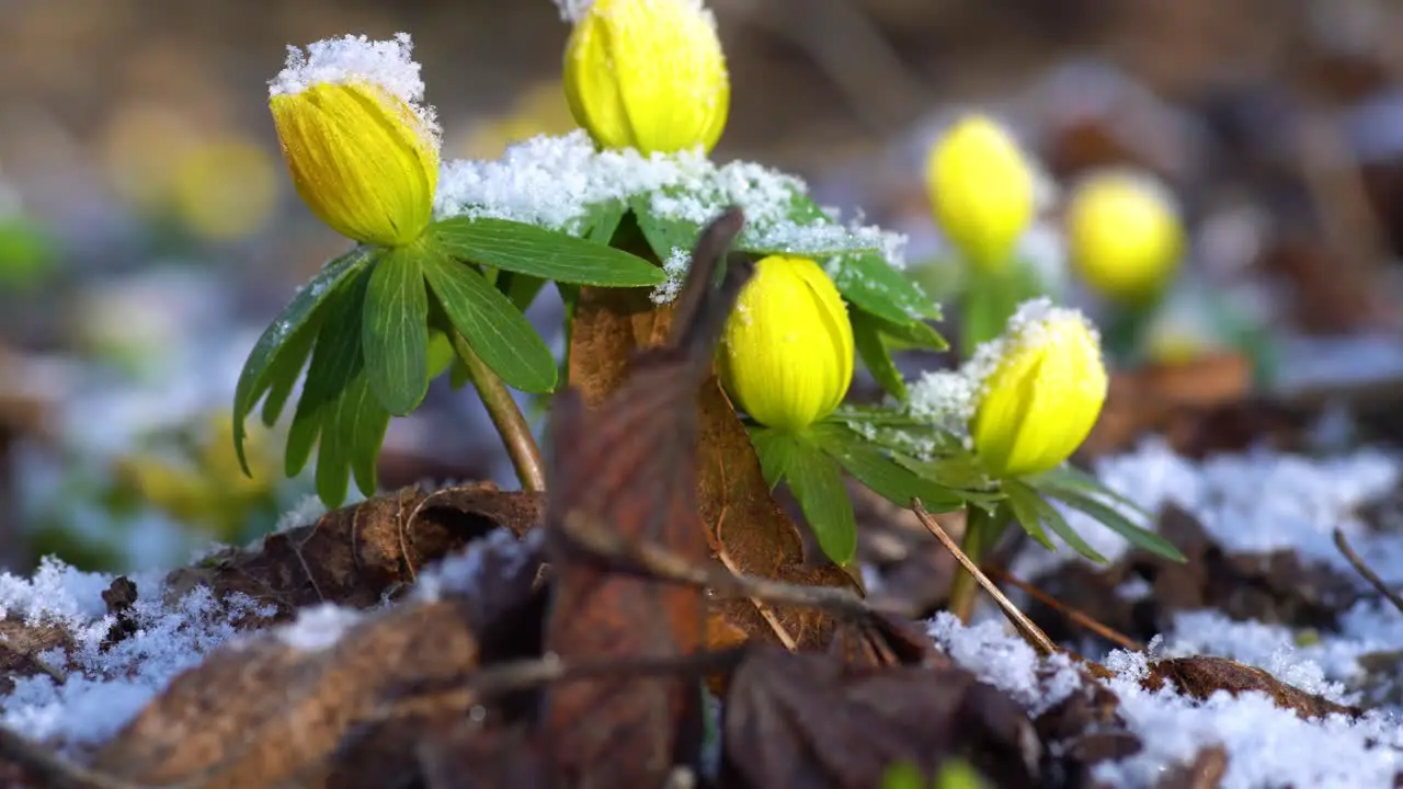 Winter aconites one of the earliest blooming flowers covering forest floor in late winter and early spring showing their yellow beauty even through snow