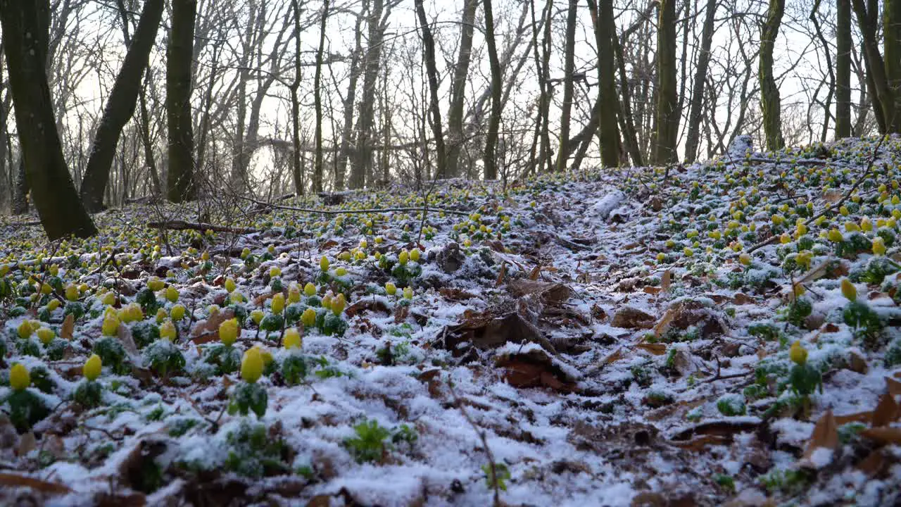 Beautiful chaos made by nature on the forest floor