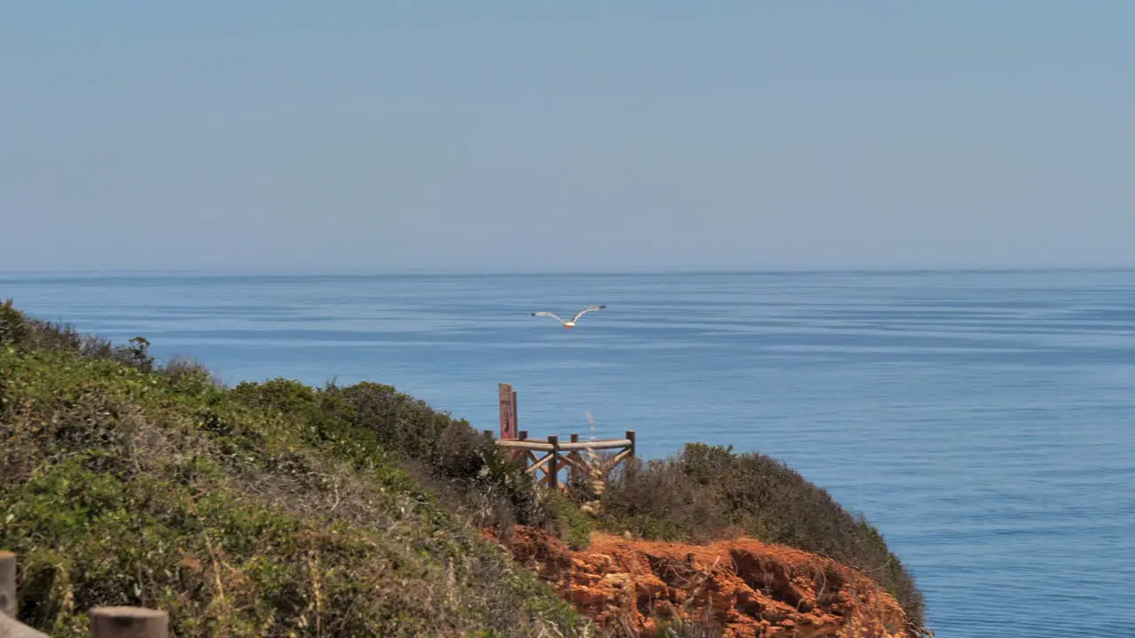 Big seagull bird flying along the coastal caves of the Atlantic Ocean