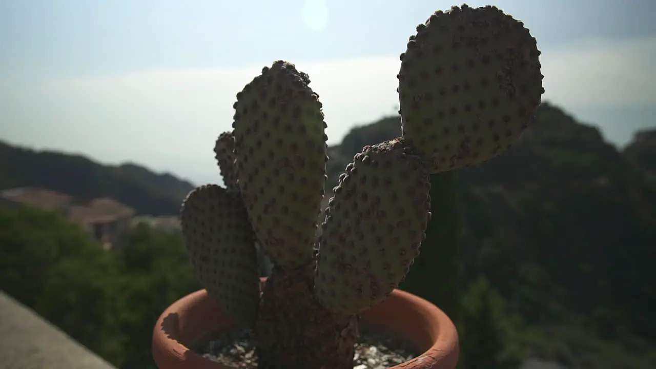 Small prickly pear cactus on high balcony hills and blue sky in background