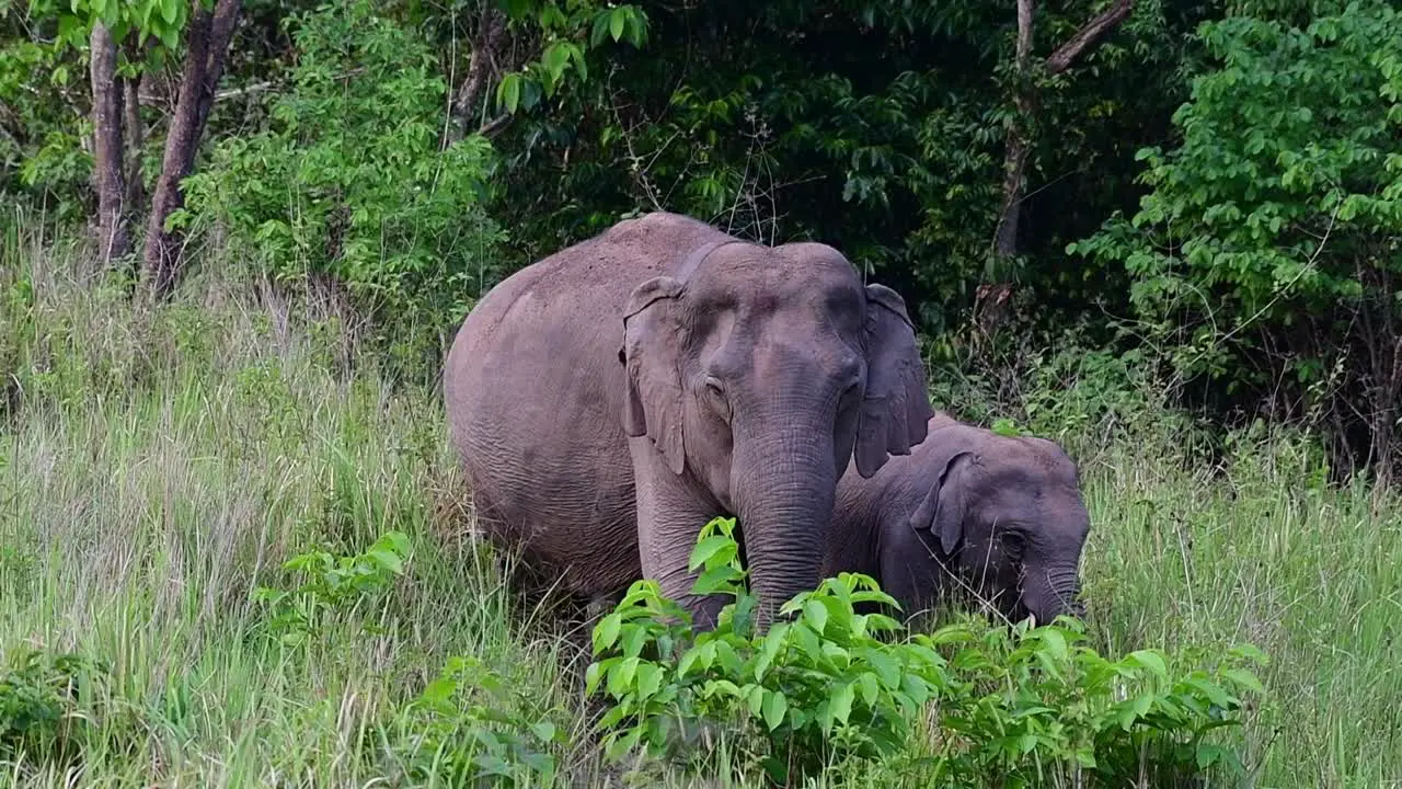 Mother Elephant With Calf Walking In Forest Of Khao Yai National Park In Hin Tung Thailand