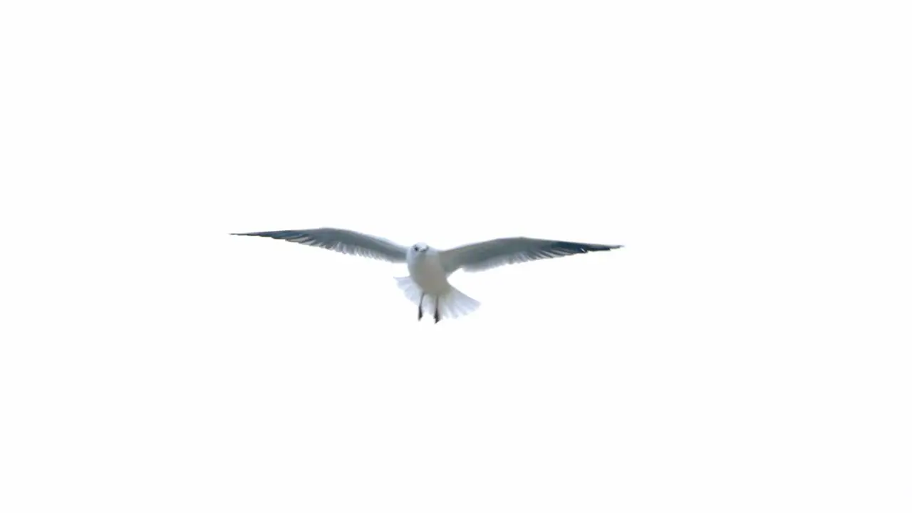 Seagulls And Birds Flying In Group against white background