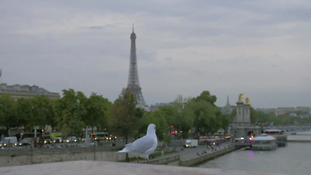 Paris view and gull looking at city France