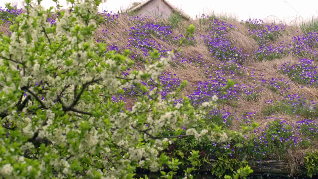 Snow falling in spring time tree with blossoms and purple wildflowers