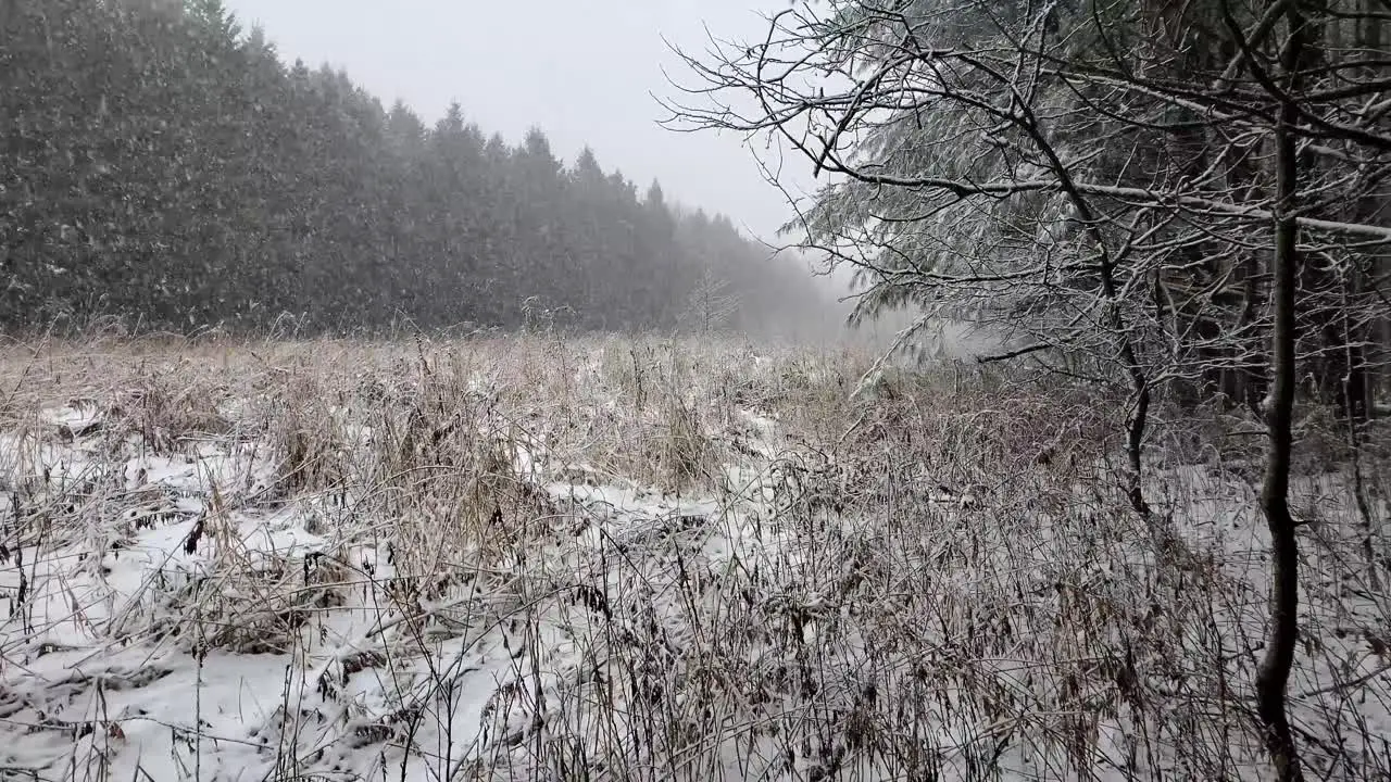 Snow flakes falling over a field