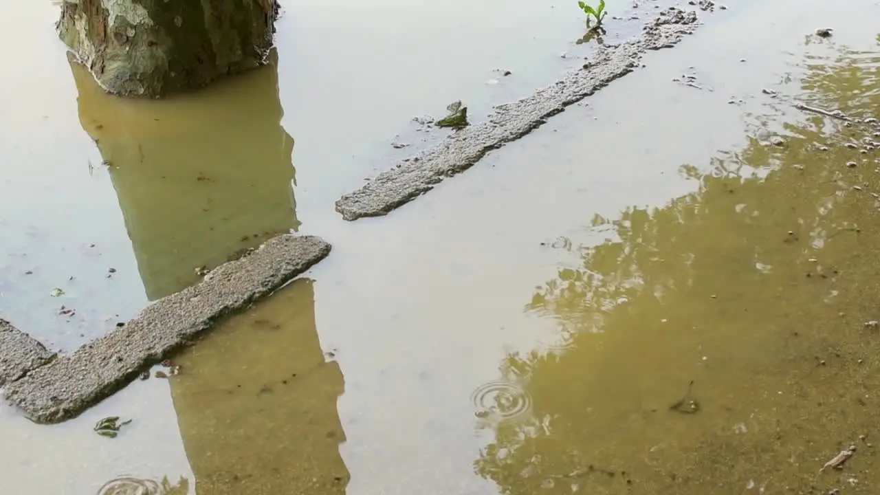 Raindrops falling into a puddle on the side of a tree flooded with water