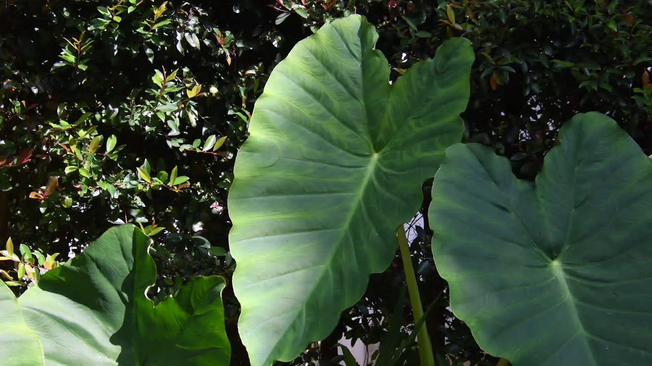 giant leaves moving with the wind 2