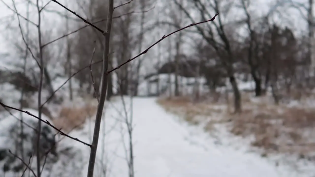 dolly out shot of a twig next to a forest path covered in snow