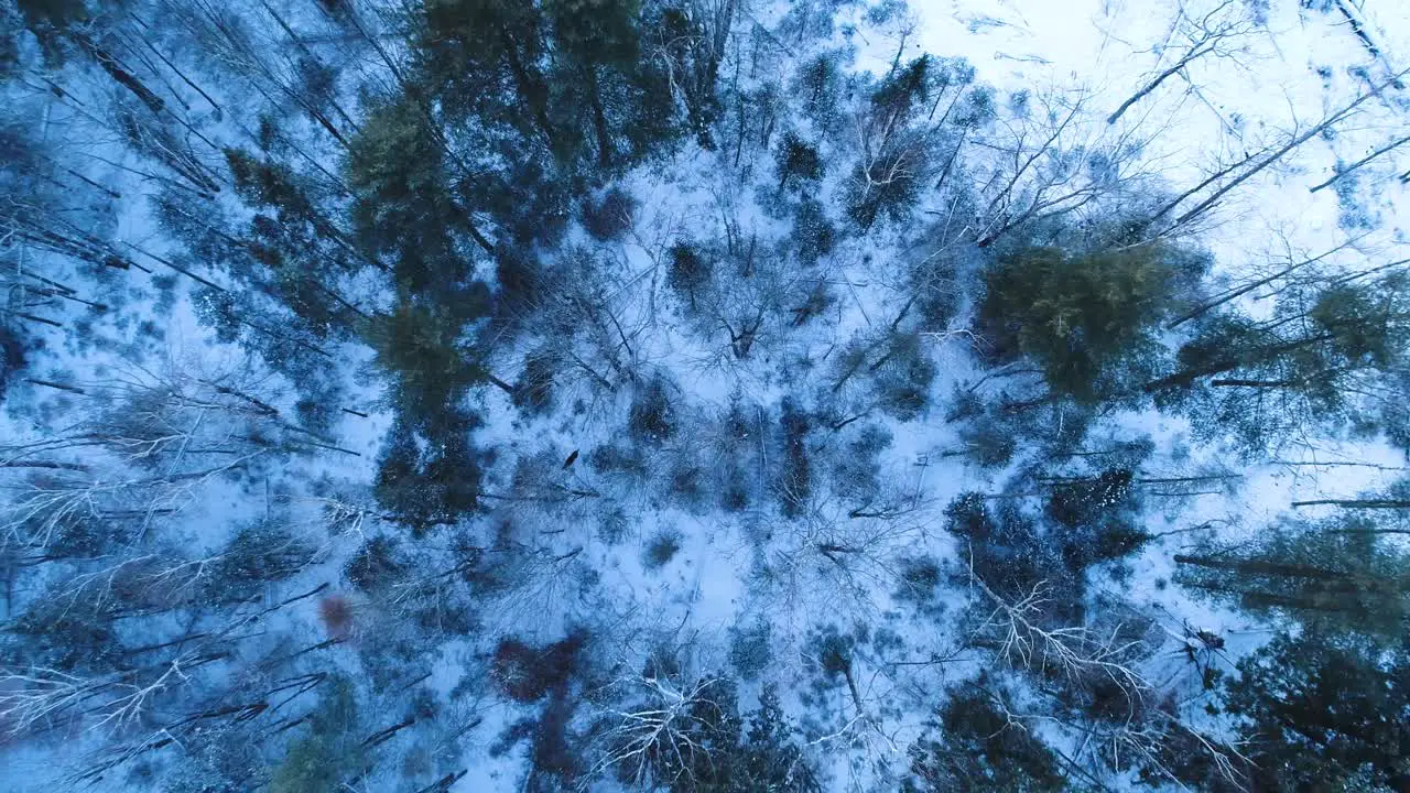 Extreme aerial view of a forest with snow