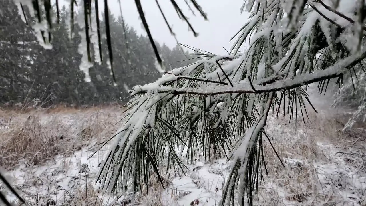 Decent snow fall in pine trees