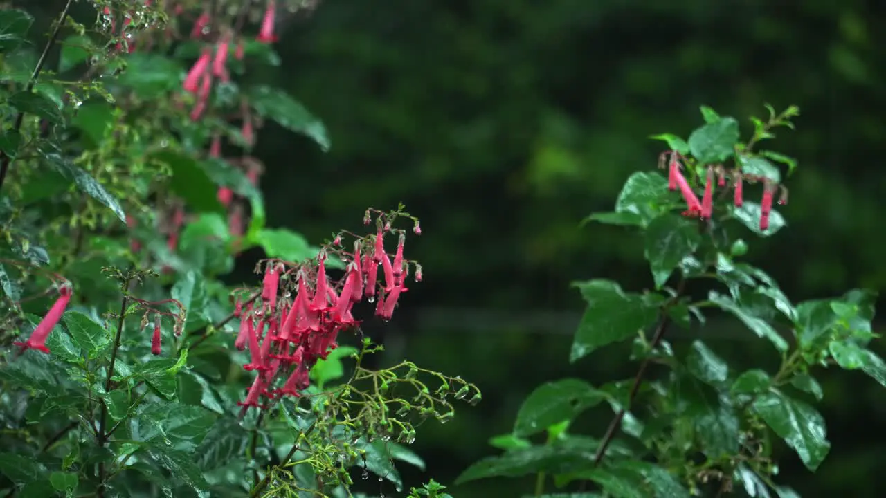 Heavy Rain Falling in British garden  Phygelius 