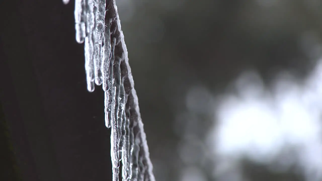 Melting icicles dripping water droplets