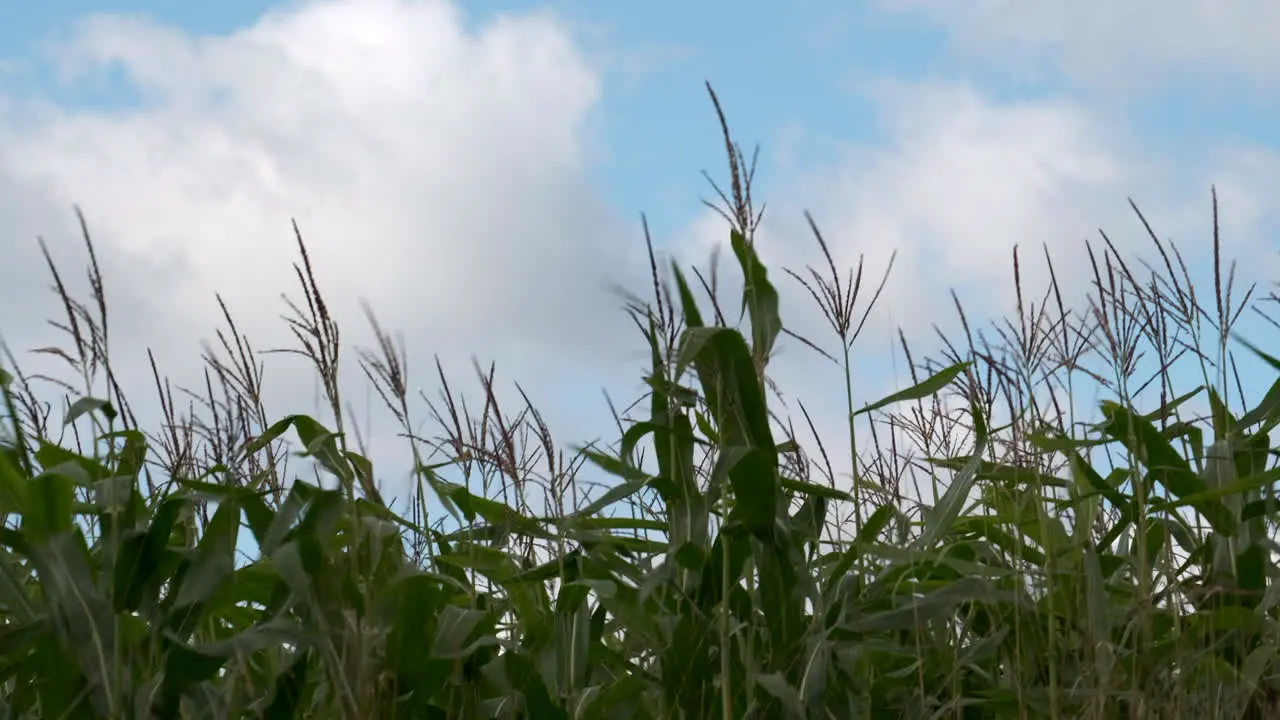 A crop of Maize blowing in the autumn wind set against a bright blue sky and white clouds in the UK