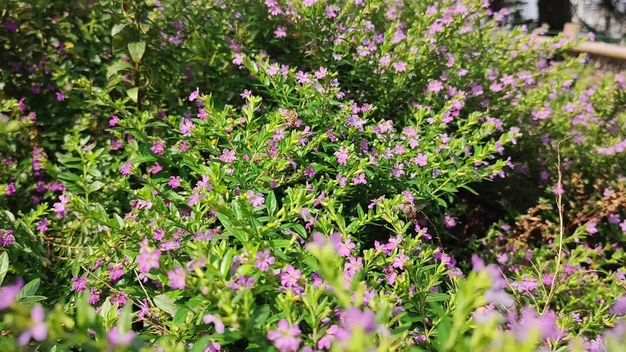 Bees come out on a fine day to gather honey