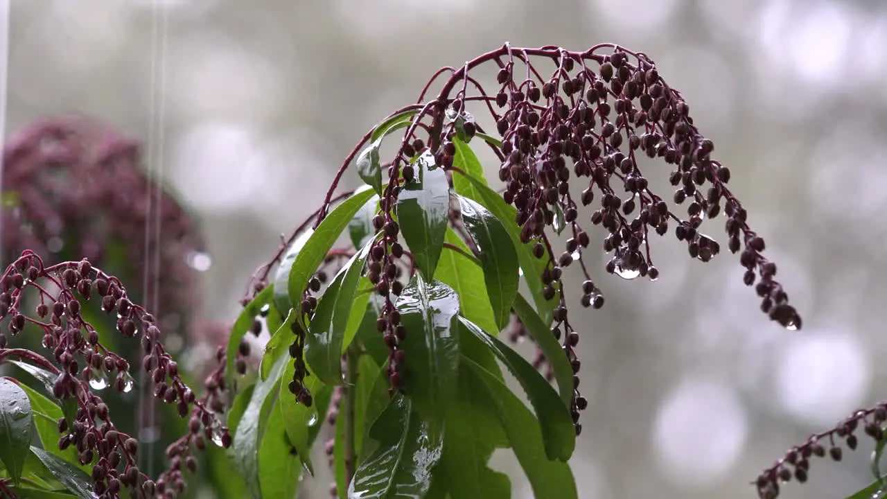 Rain Drops Dripping From Pink Buds