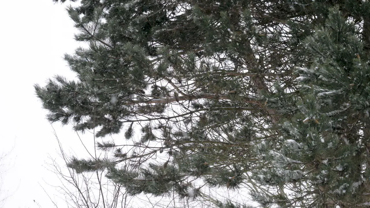 Snow falling in front of pine tree