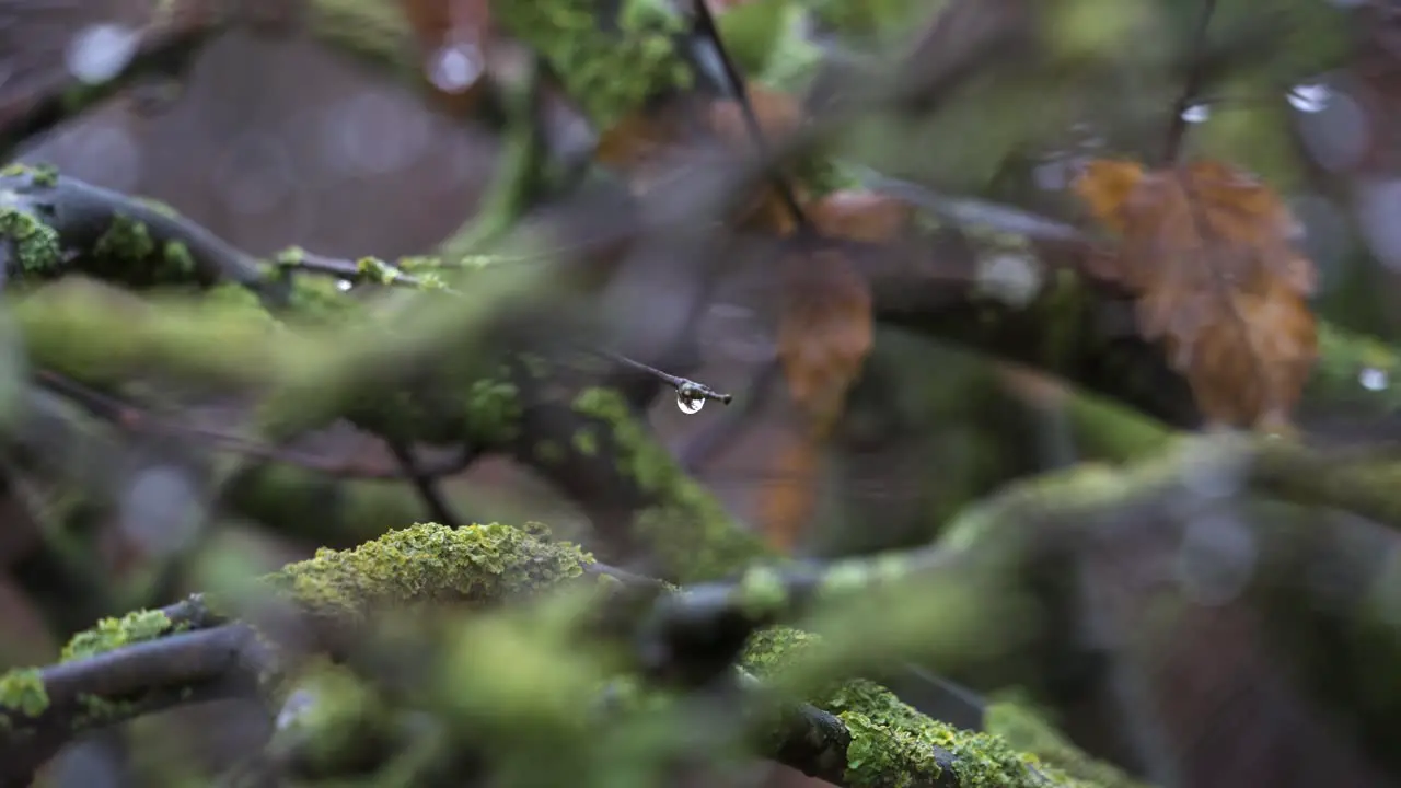 Water dropplet on overgrown bush in windy weather