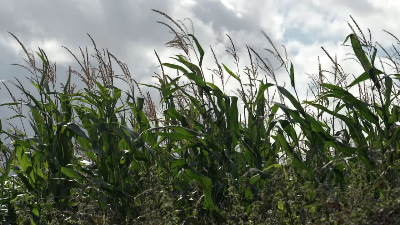 A crop of Maize bending in the strong autumn wind on a farm in Worcestershire England