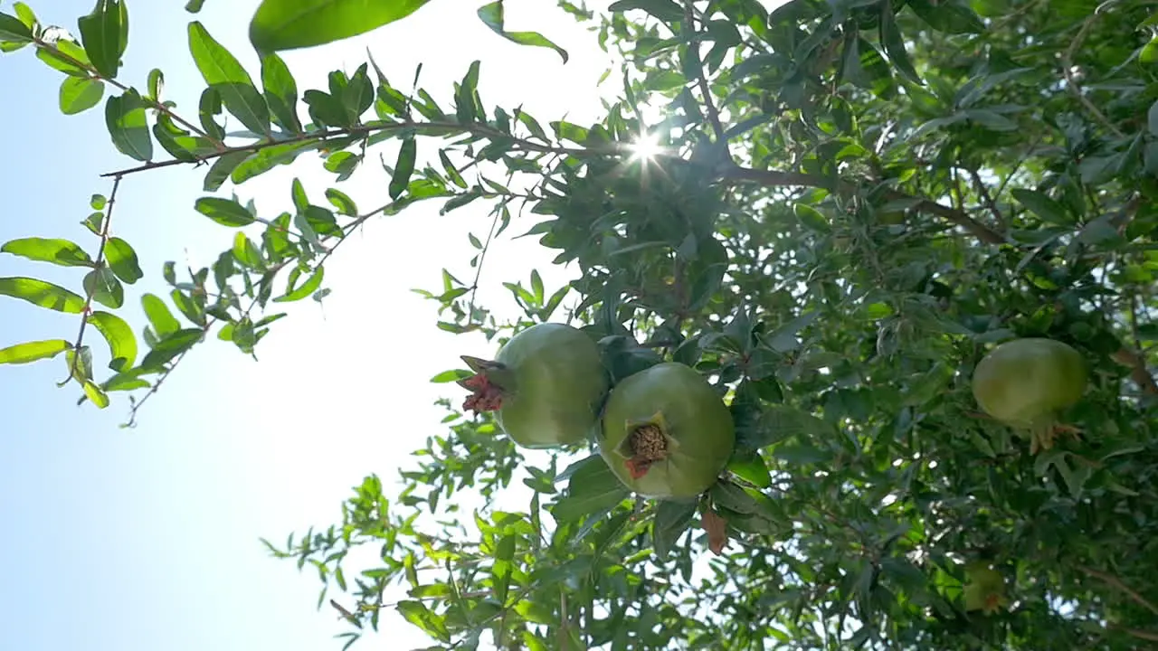 Pomegranate tree with green fruit