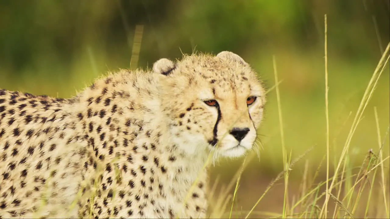 Slow Motion Shot of Close up shot of Cheetah walking in lush grassland landscape African Wildlife in Maasai Mara National Reserve Kenya Africa Safari Animals in Masai Mara North Conservancy