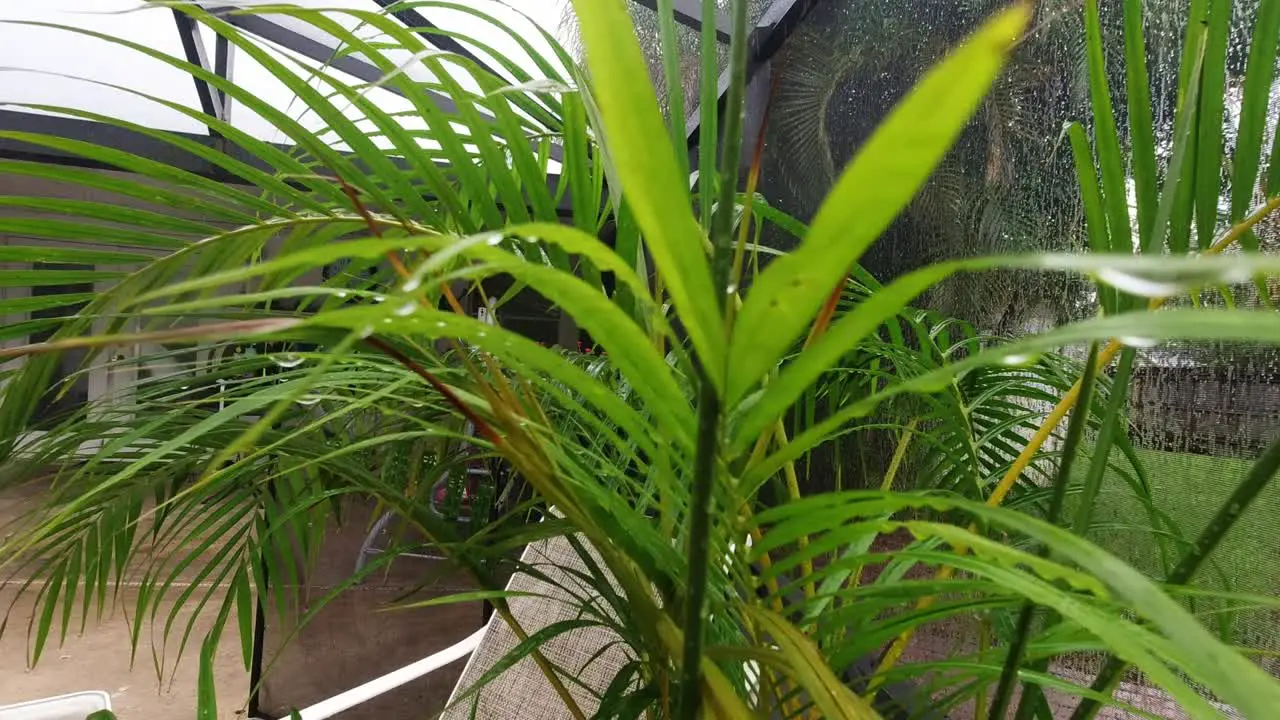 Close up view of potted palm tree during rainy Florida weather in summer