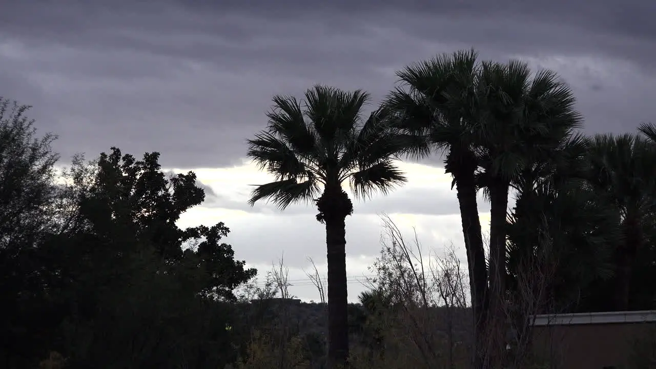 Arizona Palms And White And Grey Sky