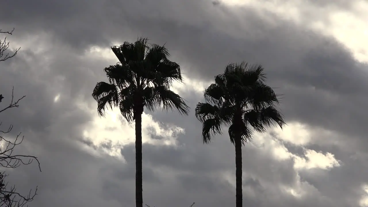 Arizona Palms And Cloudy Skies