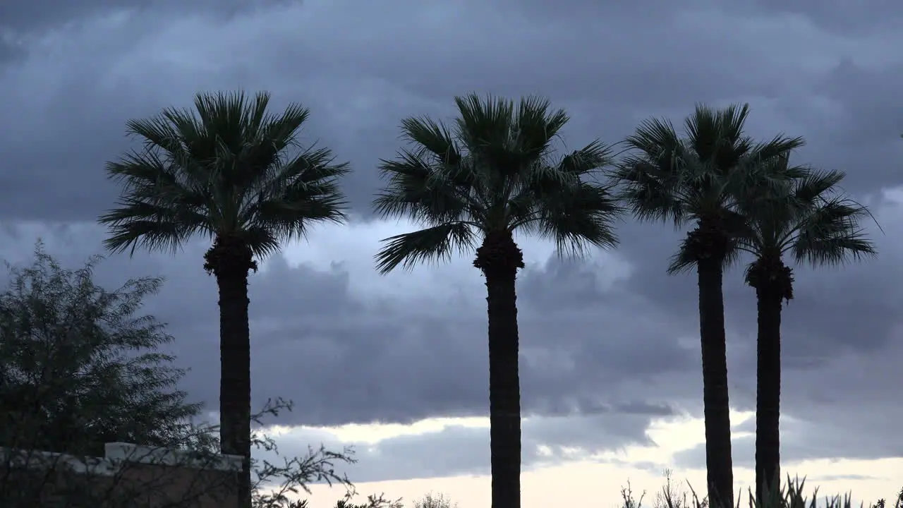 Arizona Palms And Grey Sky