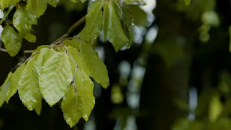 Pull Focus Shot of Rain Falling On Leaves