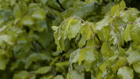 Medium Shot of Rain Falling On a Plant