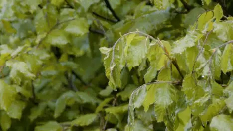 Panning Shot of Rain Falling On Plants