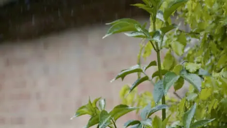 Medium Shot of Rain Falling On Plant