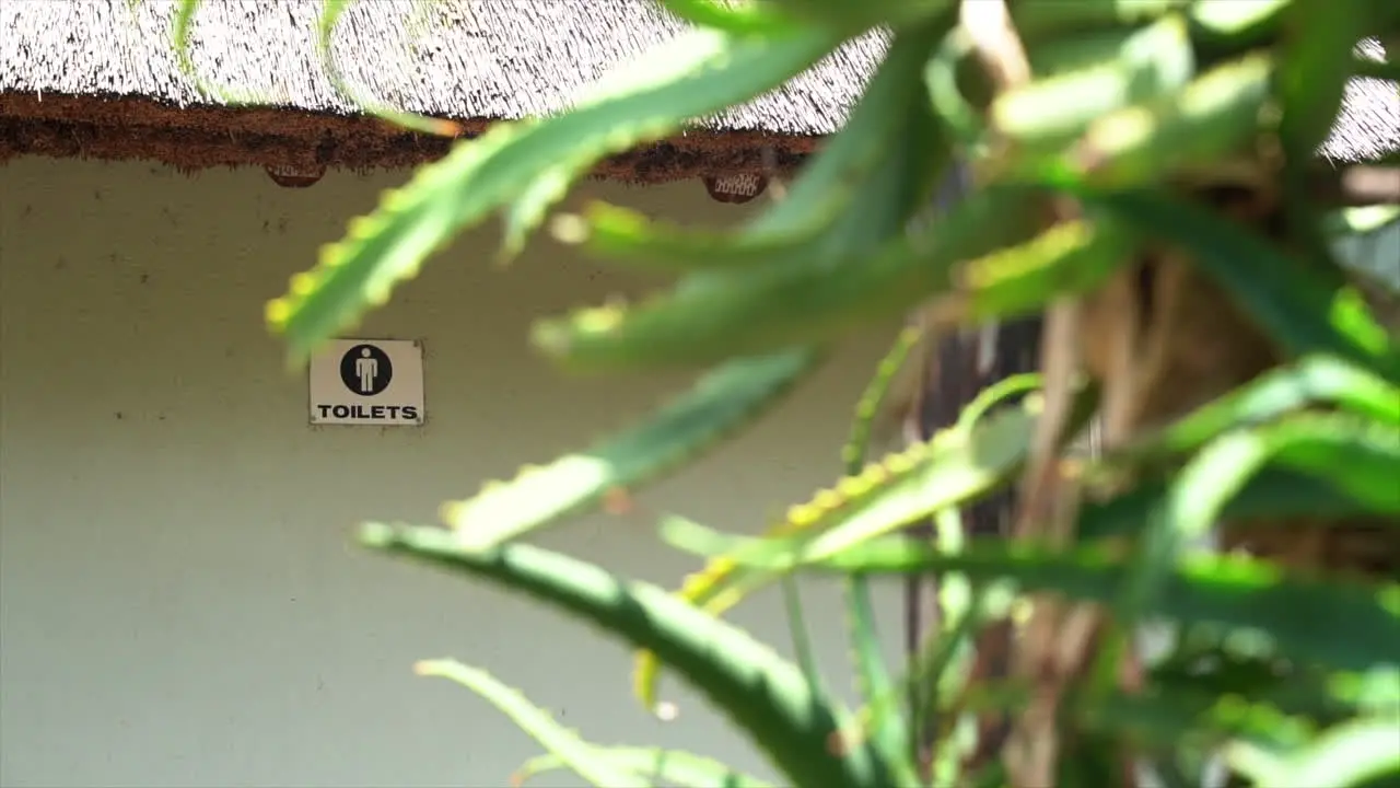 Male toilet sign through green succulents plant on the wall panning left to right