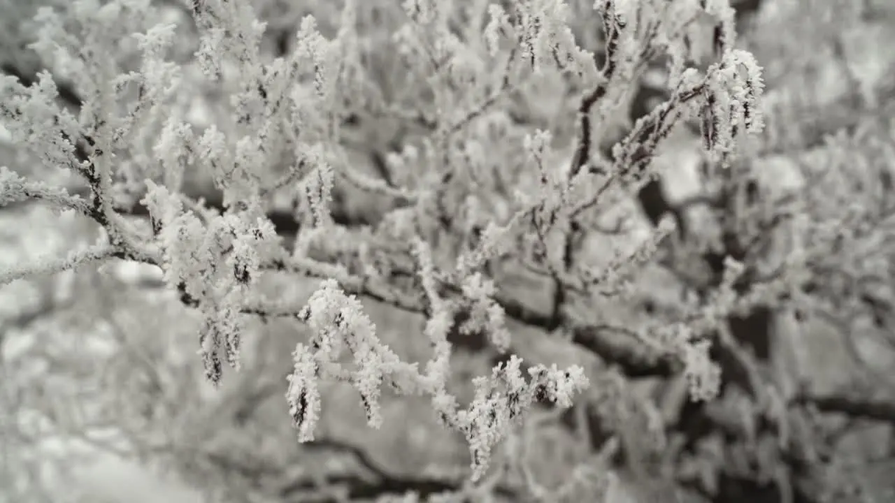 Frost-covered branches sway in the wind