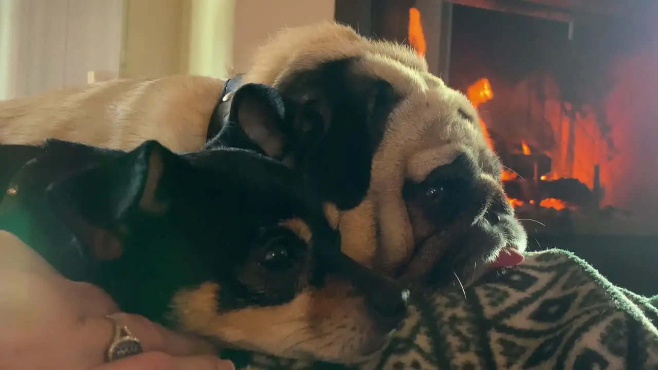 2 dogs on a women's lap resting in a chair by a raging fire